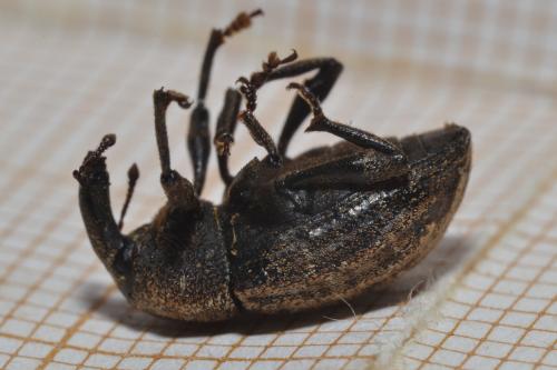 Réf. 345 900 : Plinthus squalidus granulipennis